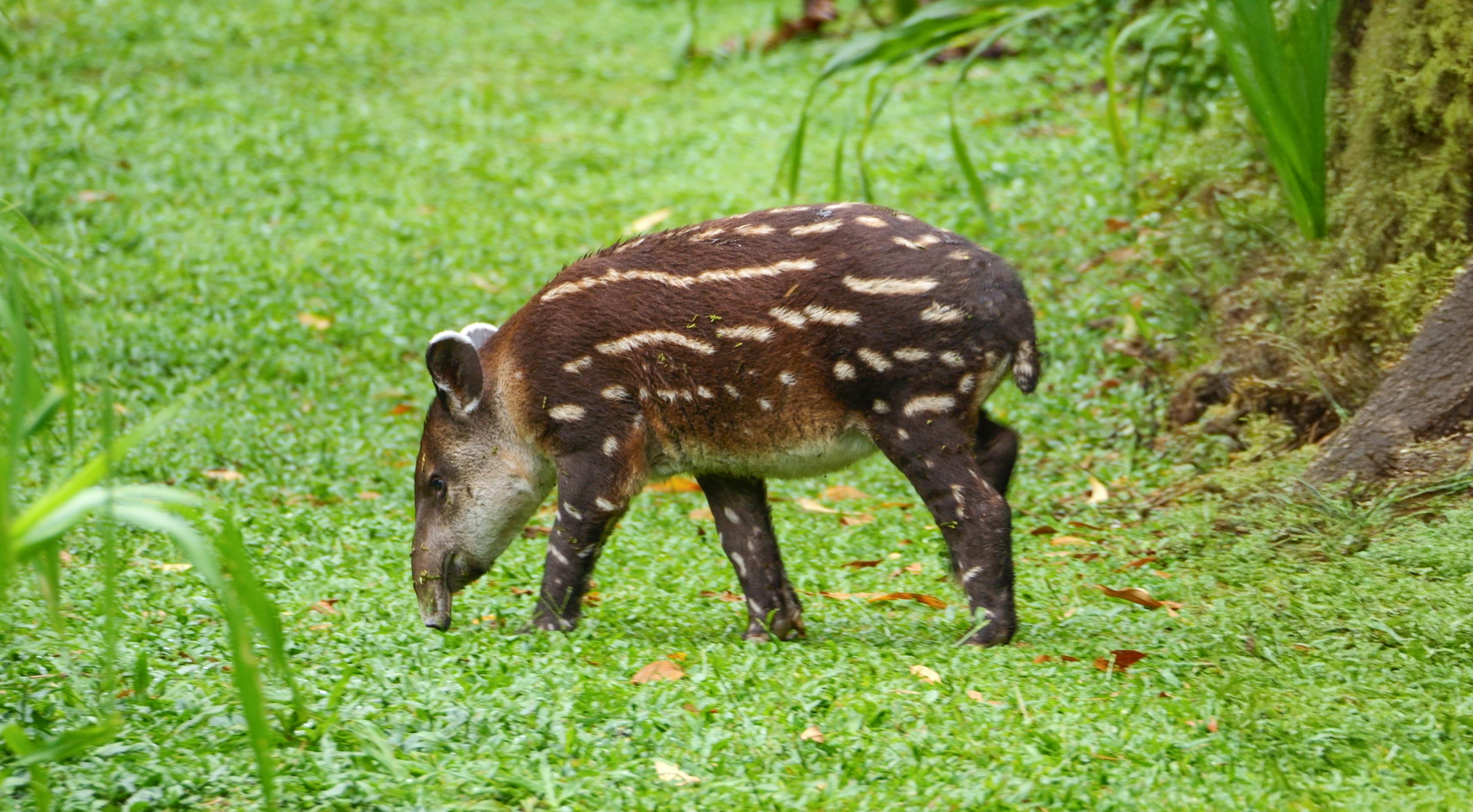 Bijagua Nature Tours