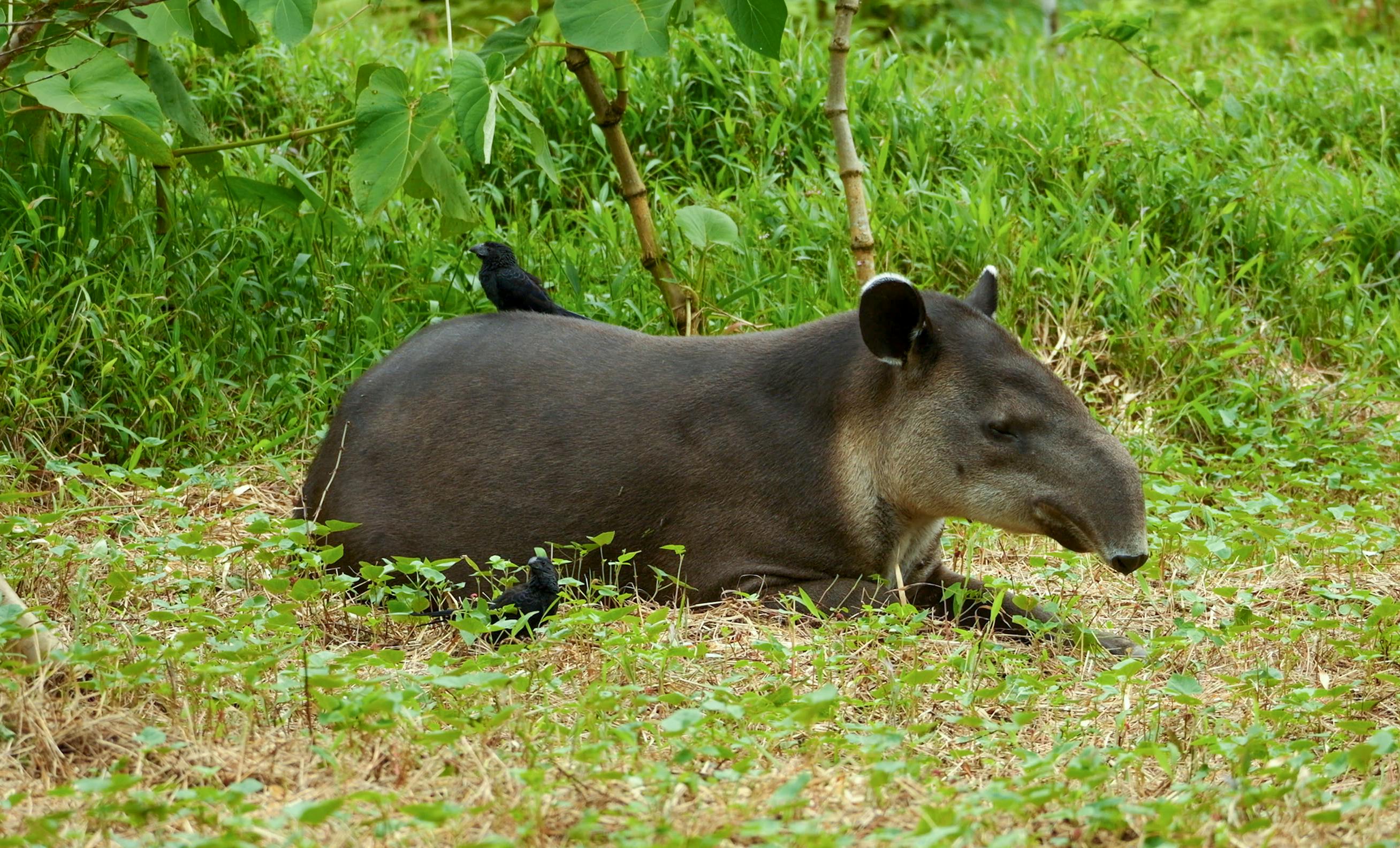 Bijagua Nature Tours
