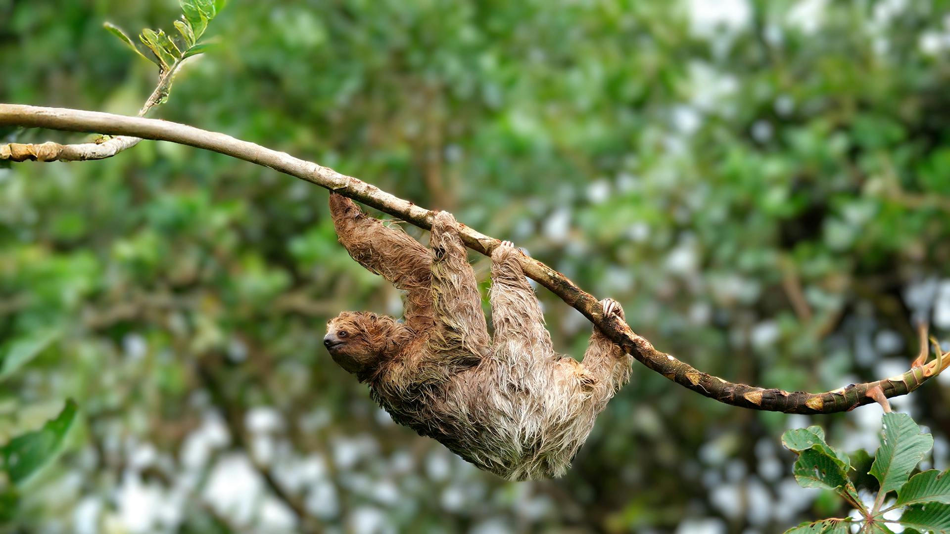 Three-toed Sloth in Bijagua Costa Rica