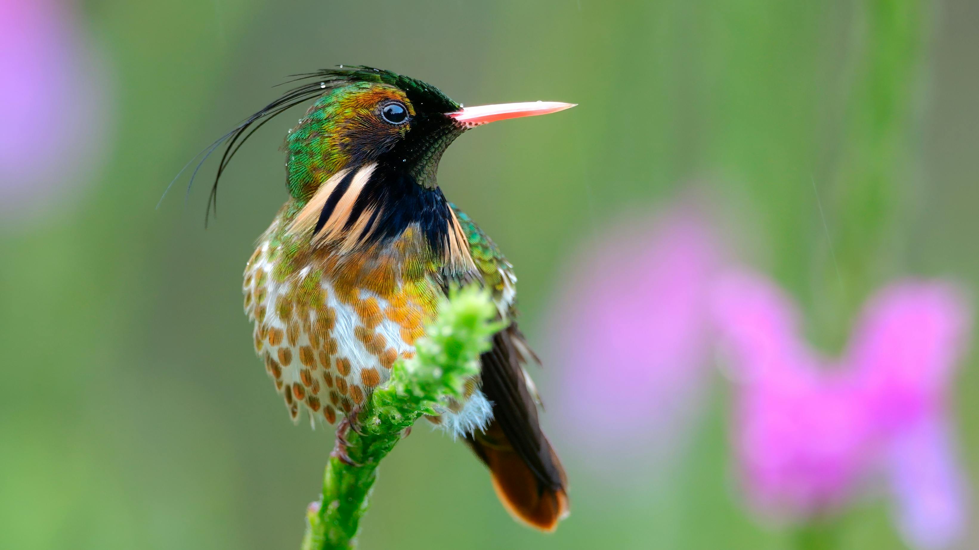 Bijagua Nature Tours