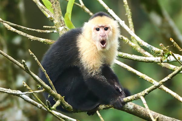 White-faced Capuchin Monkey