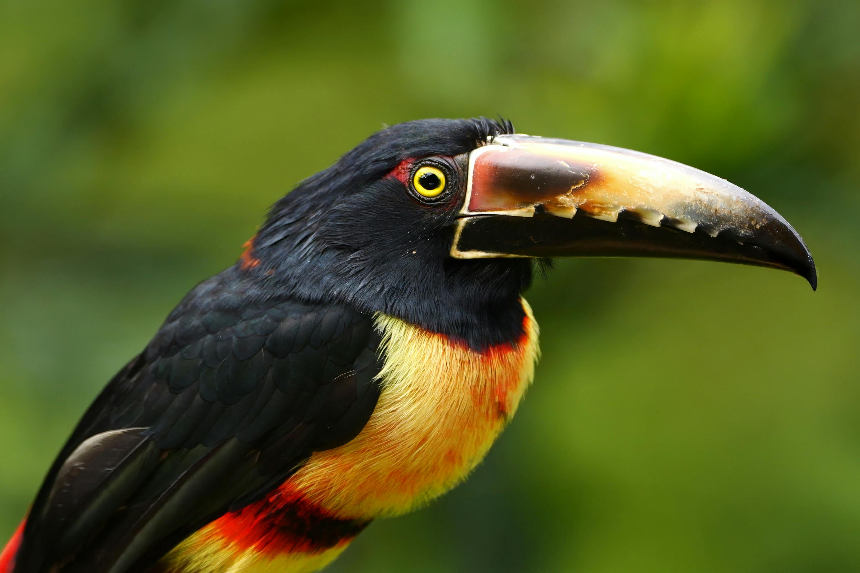 Collared Aracari