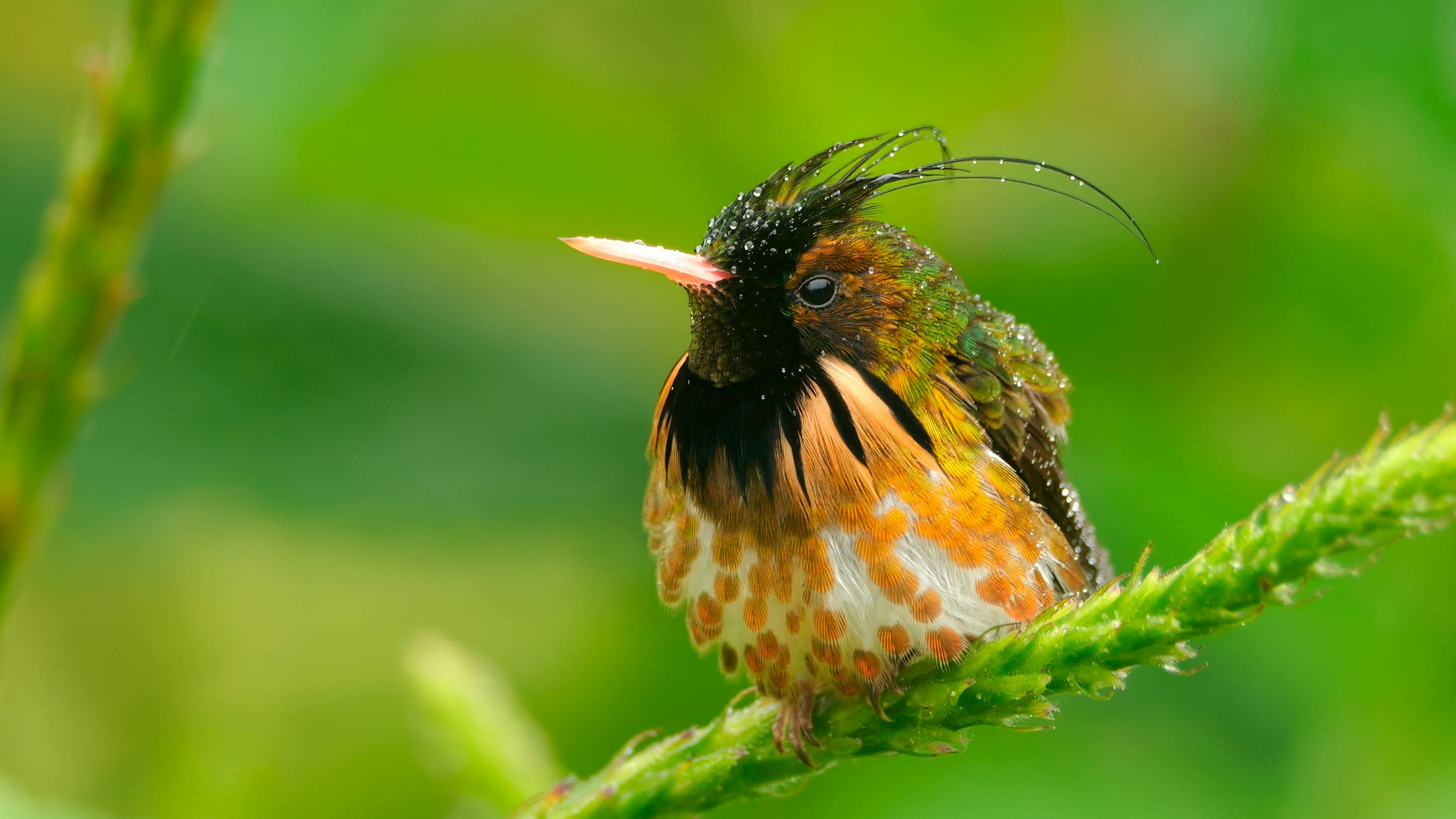 Bijagua birding hotspots