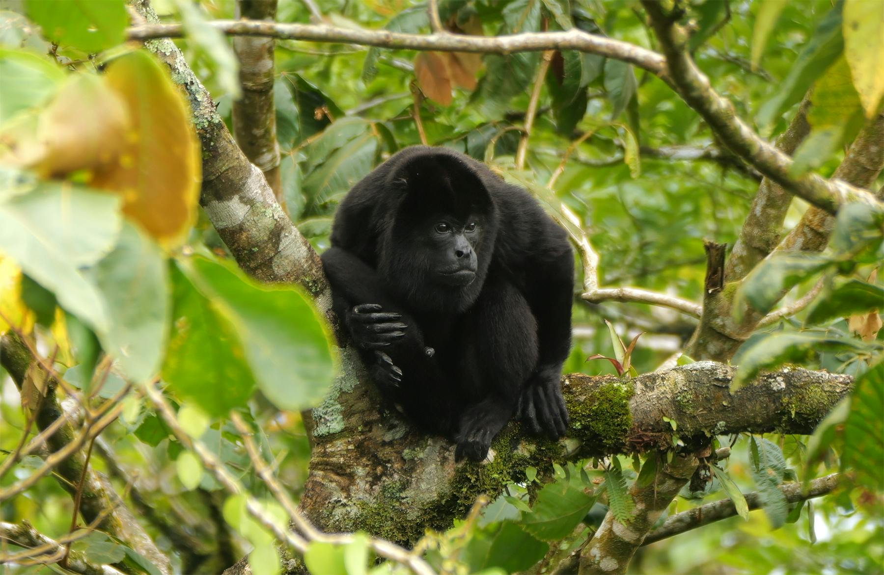 Howler Monkey