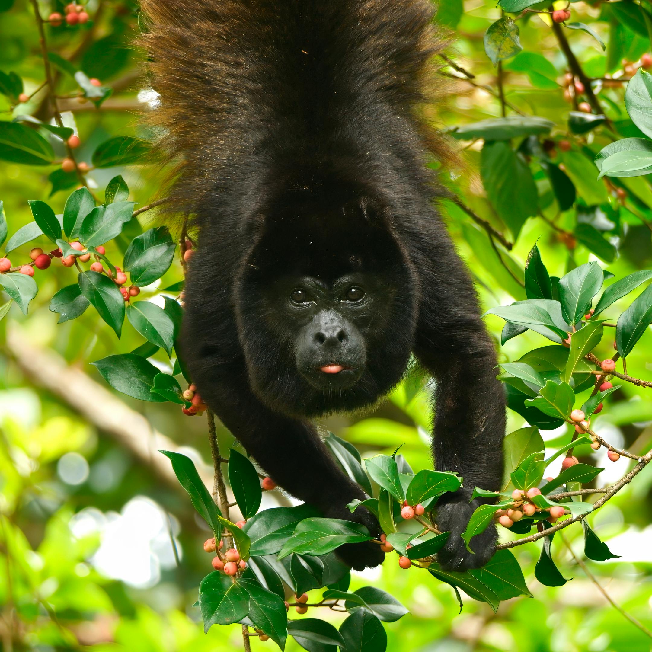 Mantled Howler Monkey