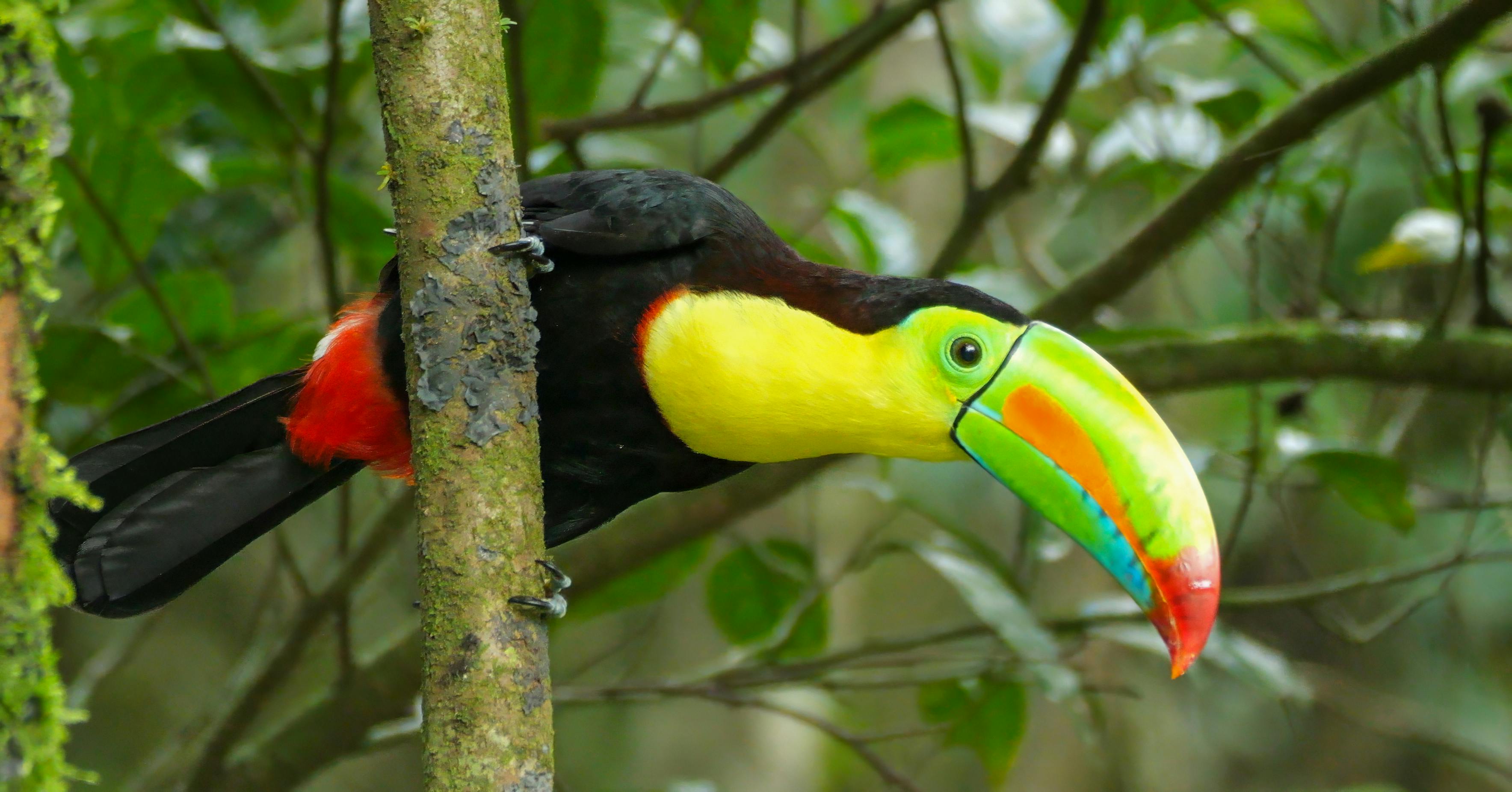 Keel-billed Toucan