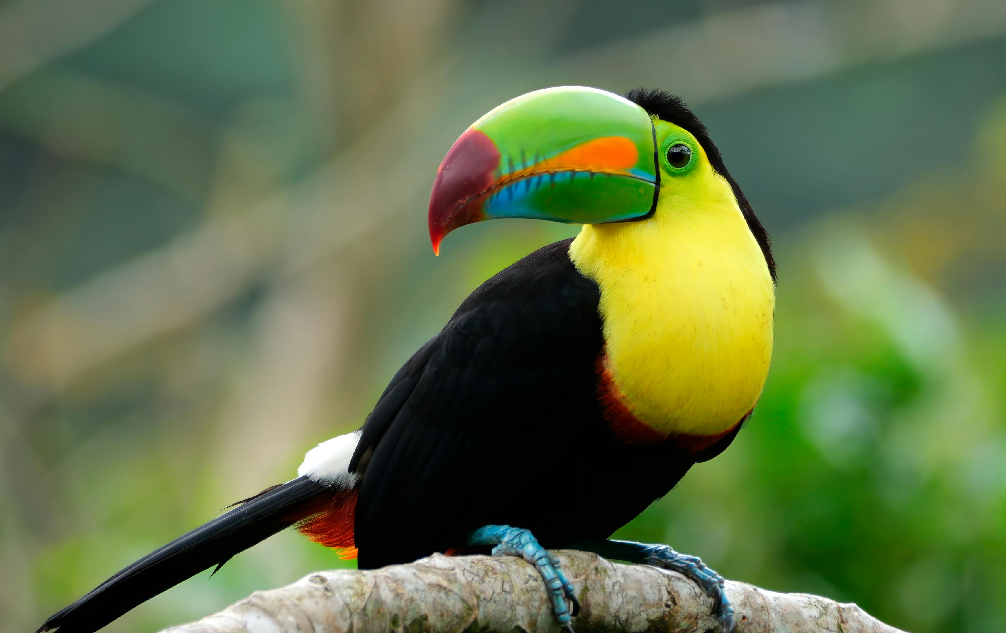 Keel-billed Toucan