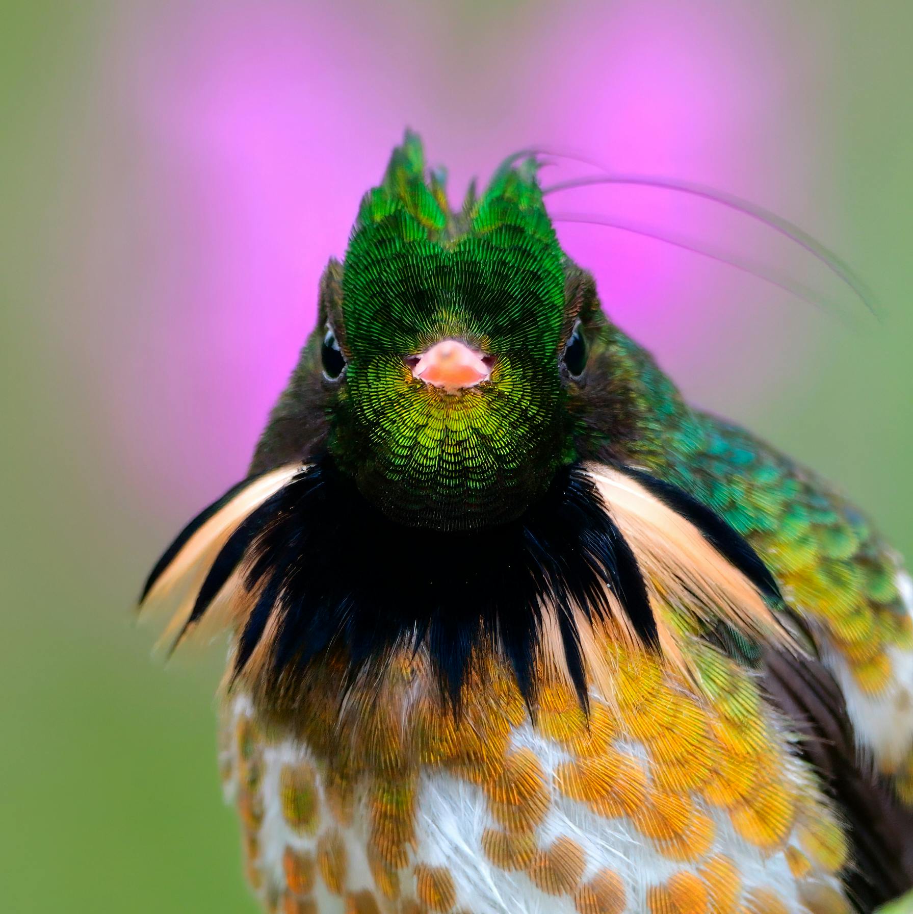 Black-crested Coquette