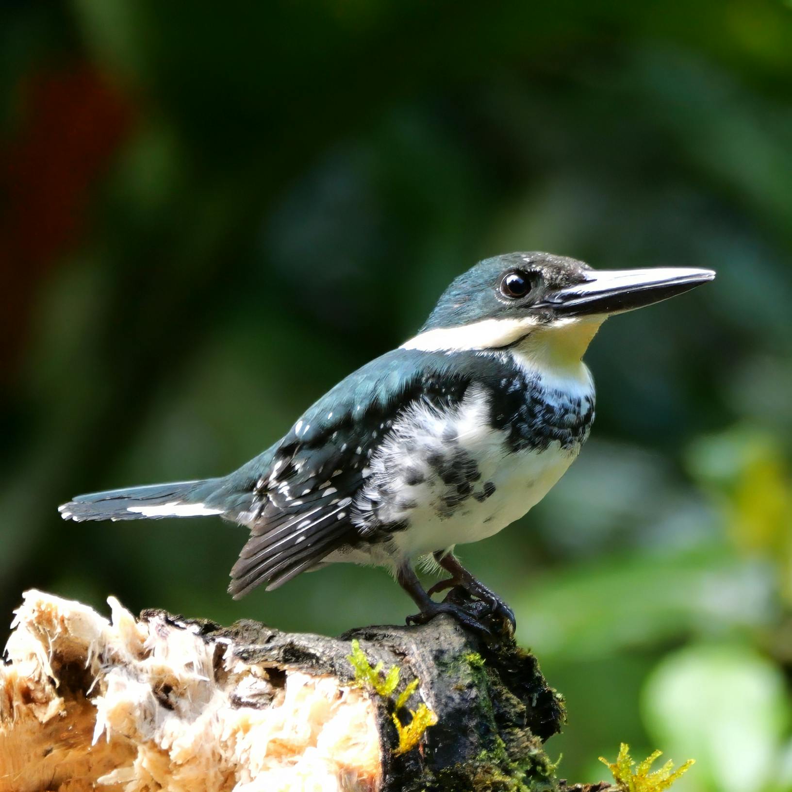 Green Kingfisher