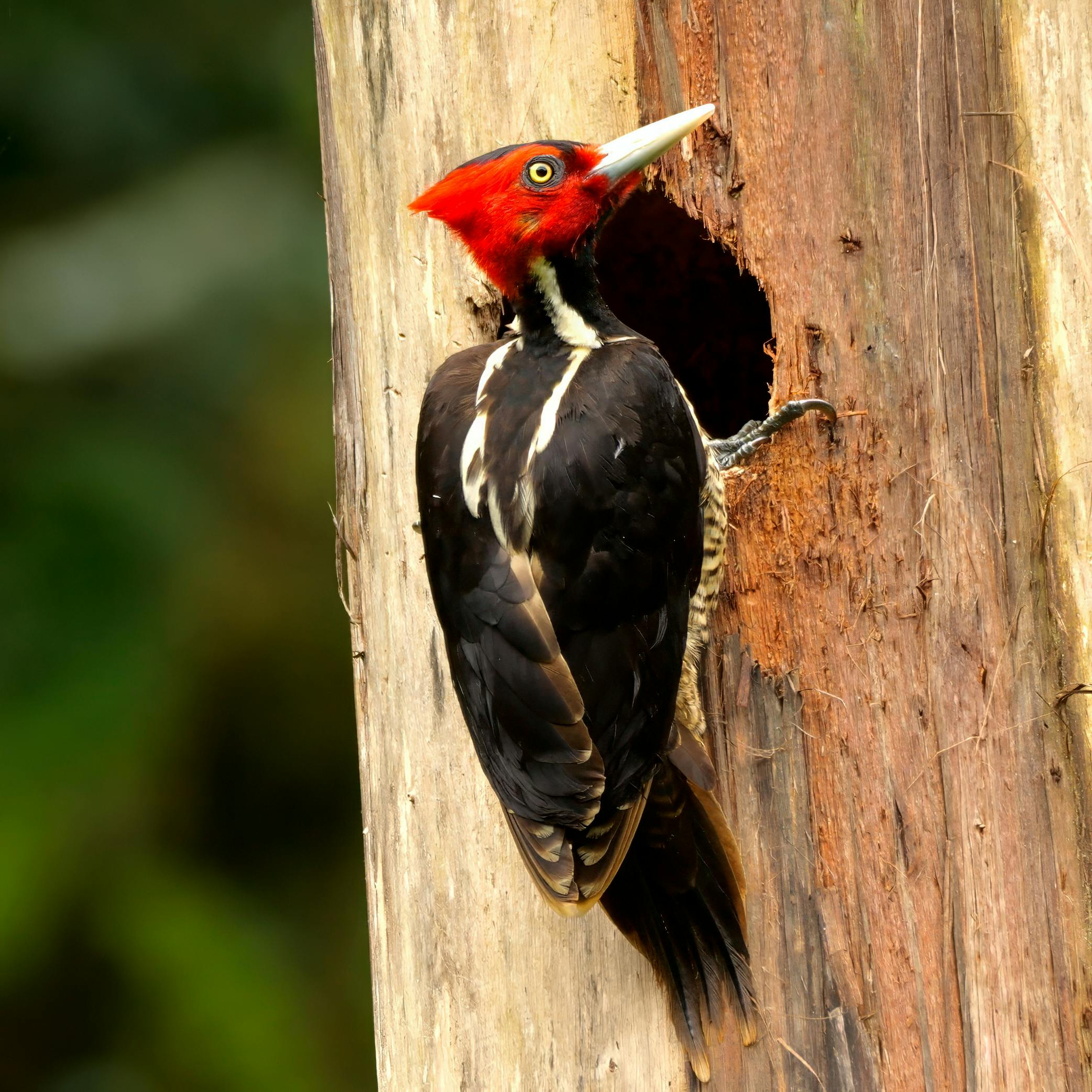 Pale-billed Woodpecker