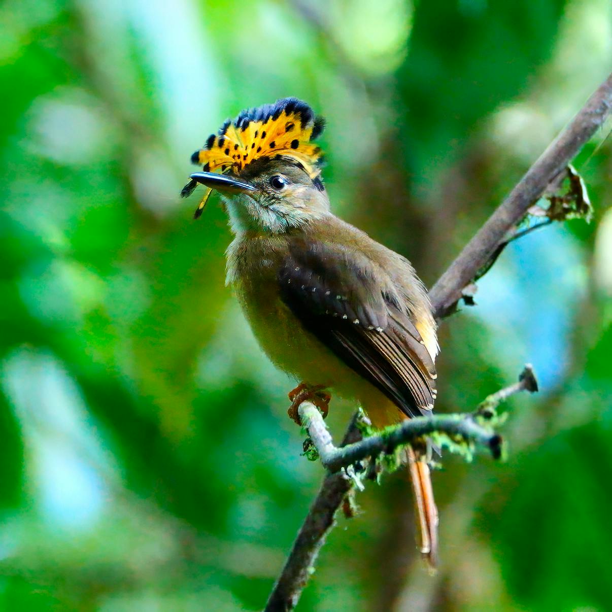 Royal Flycatcher