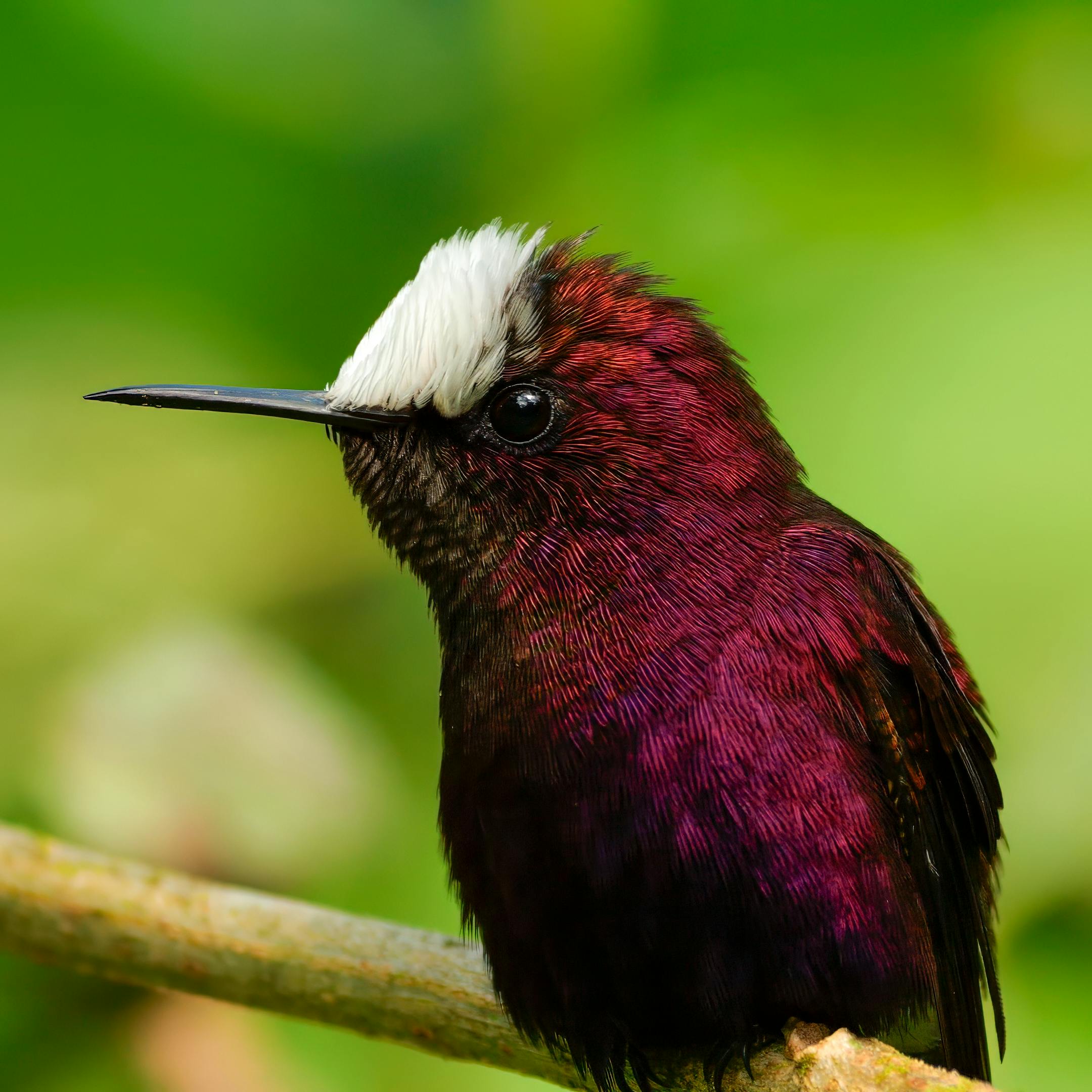 Snowcap Hummingbird
