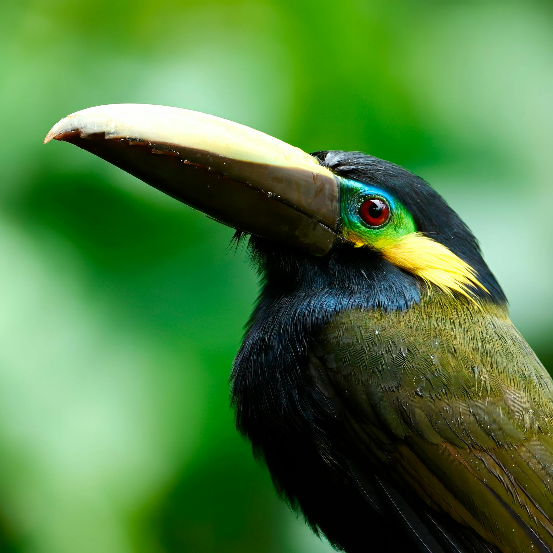 Yellow-eared Toucanet