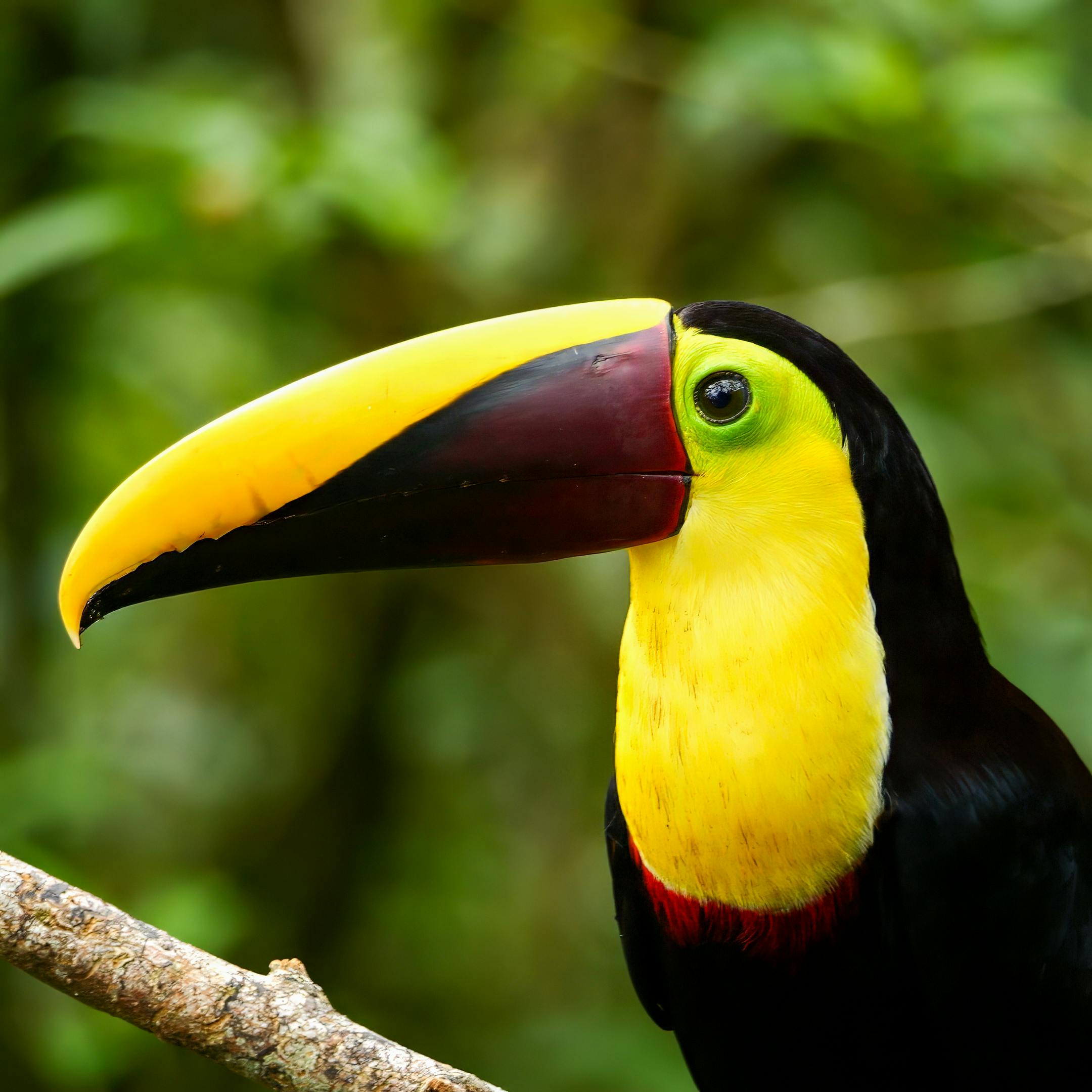 Yellow-throated Toucan