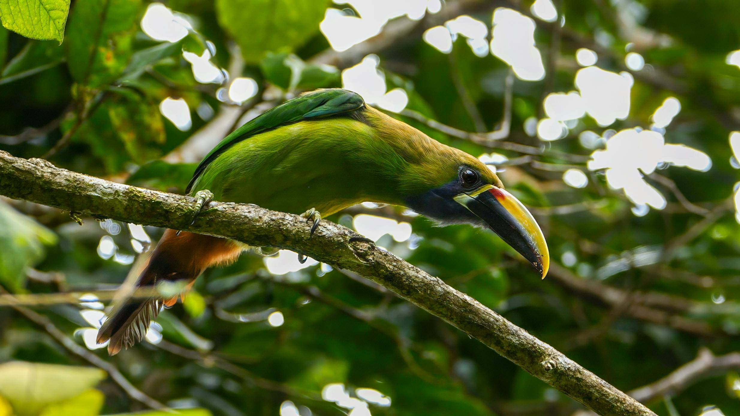 Emerald Toucanet