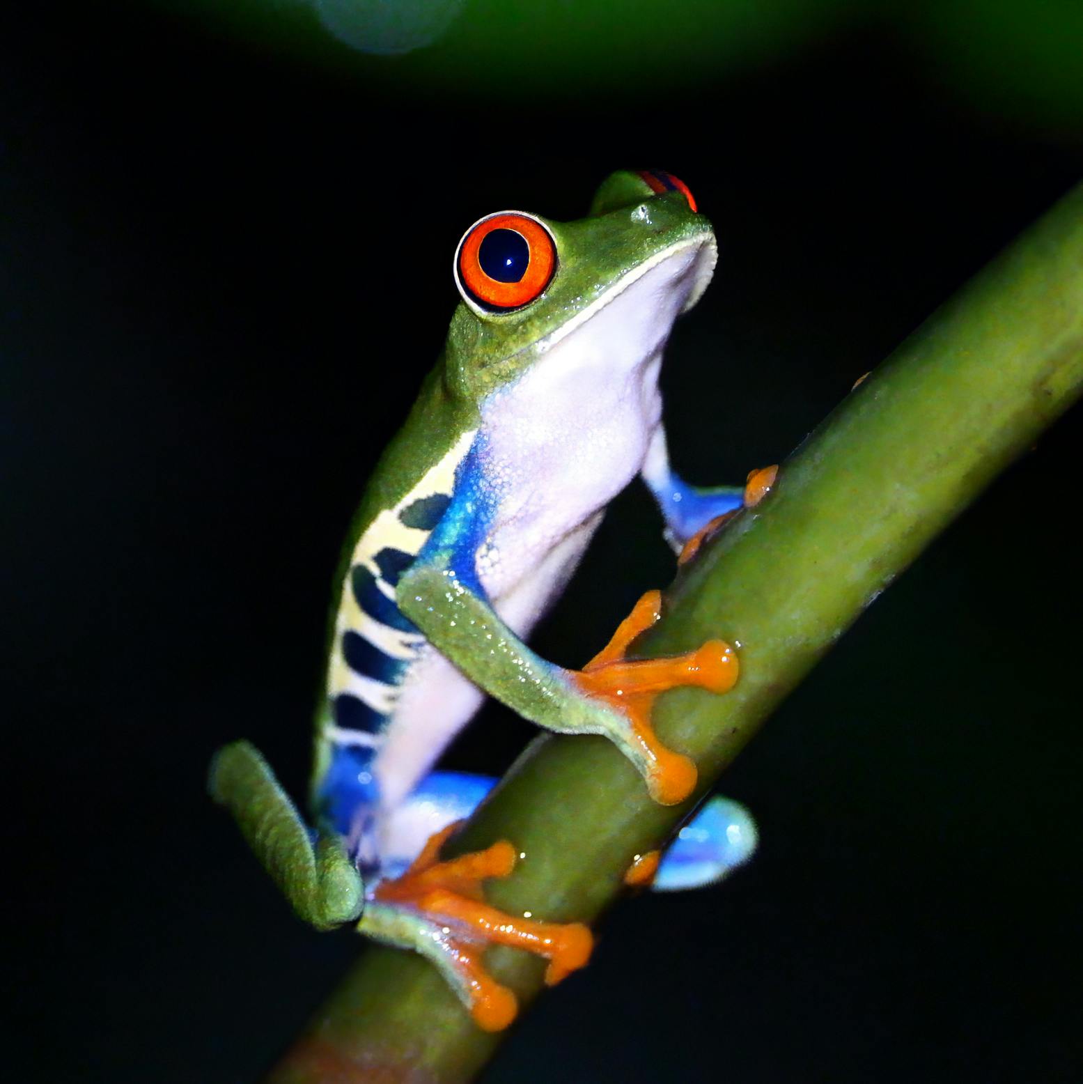 Red-eyed Tree Frog