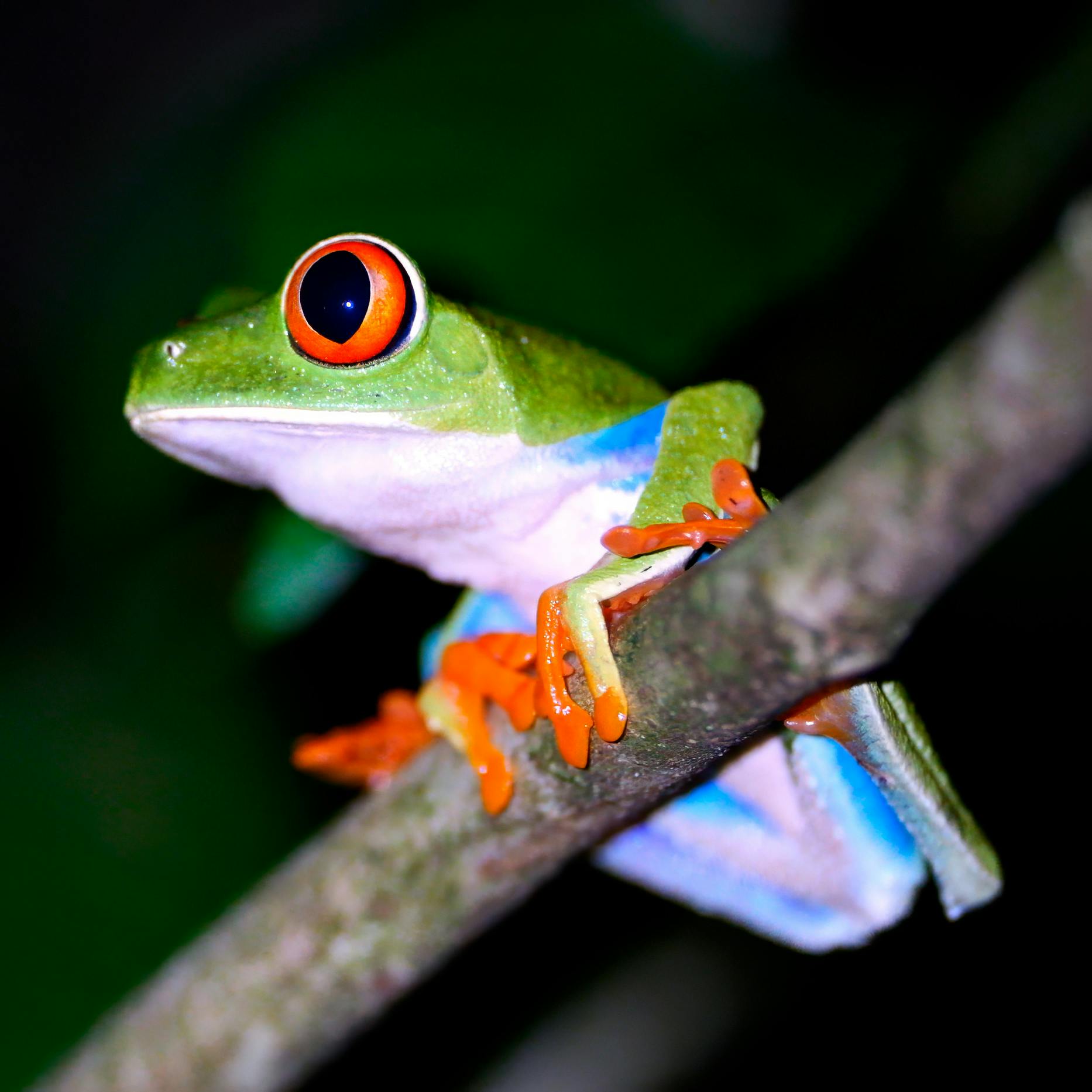Red-eyed Tree Frog