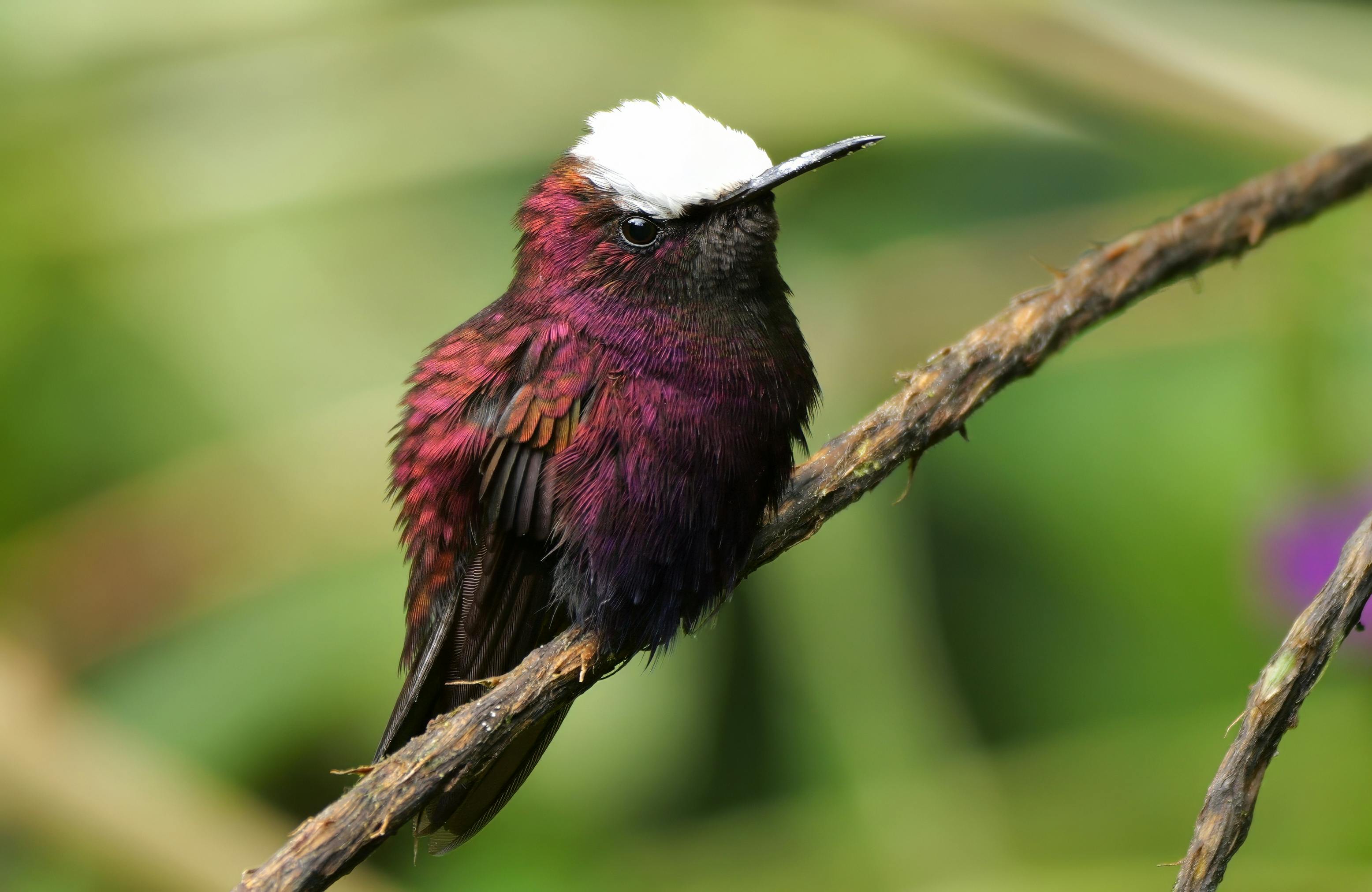 Custom Birding Tour