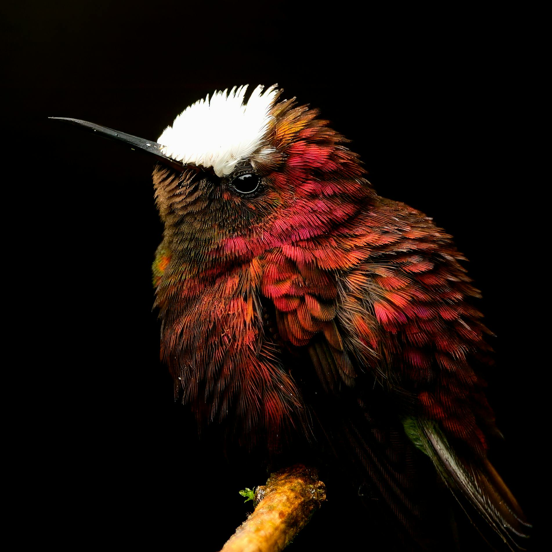 Wildlife conservation