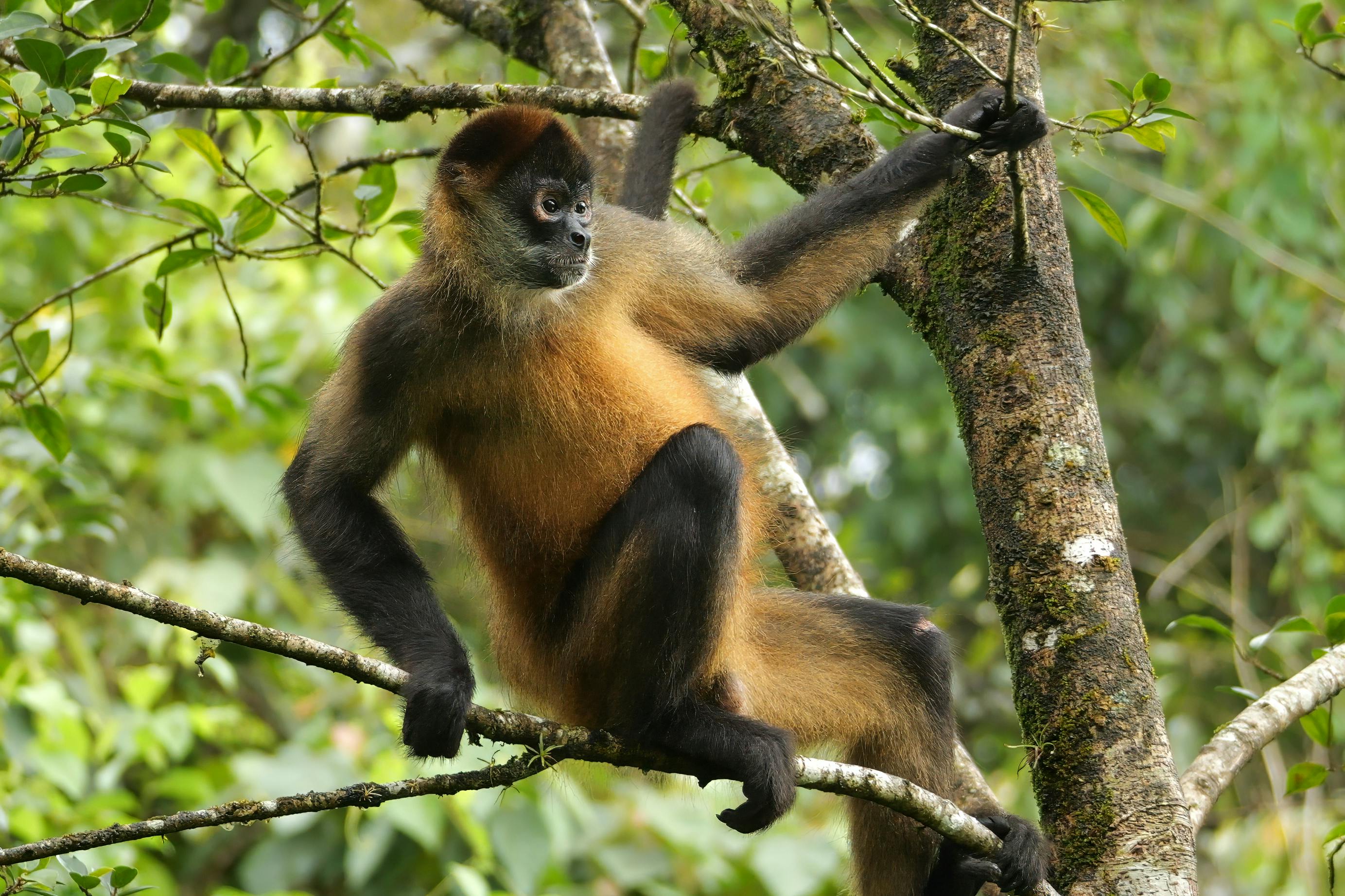 Spider Monkey