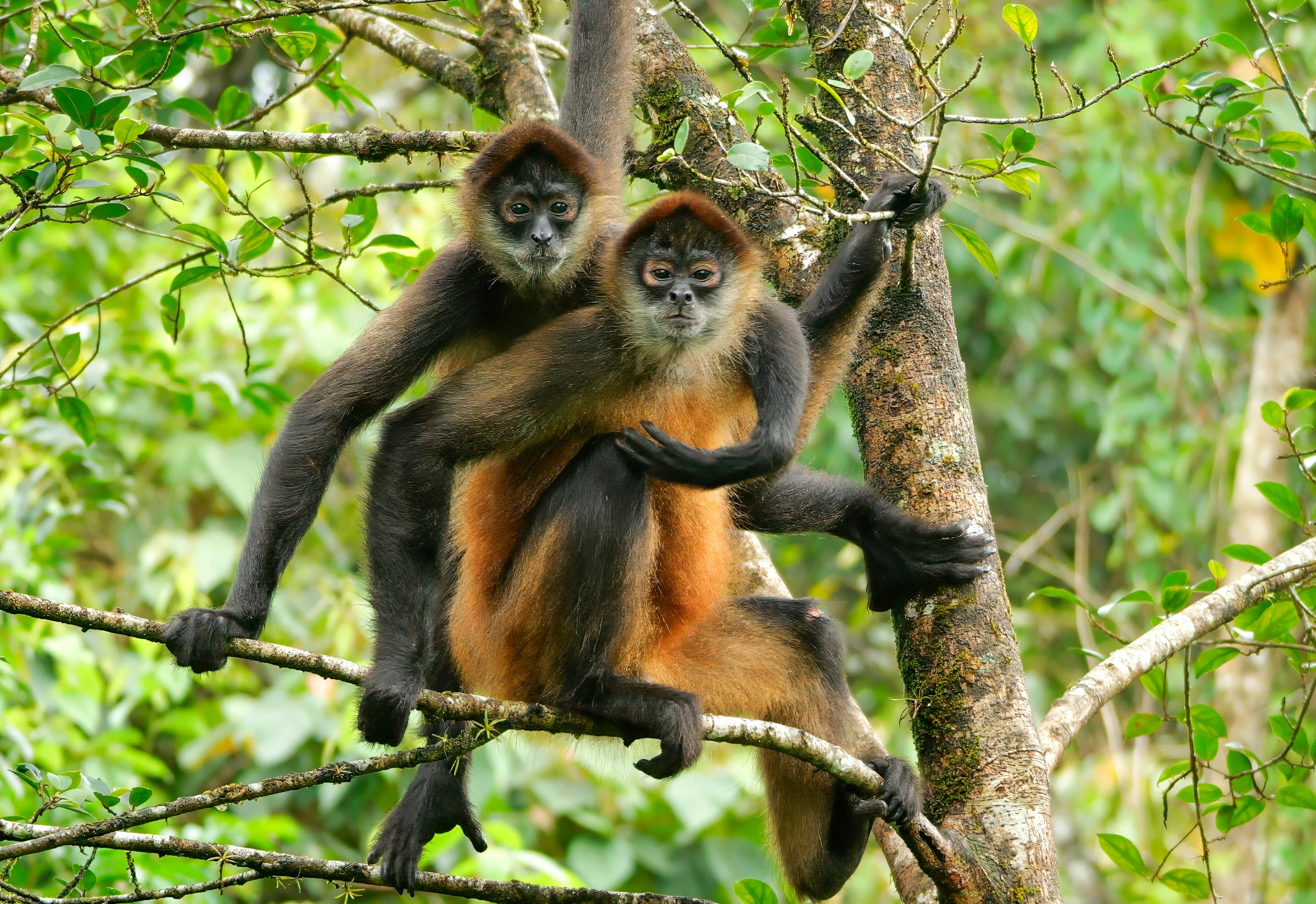 Spider Monkeys