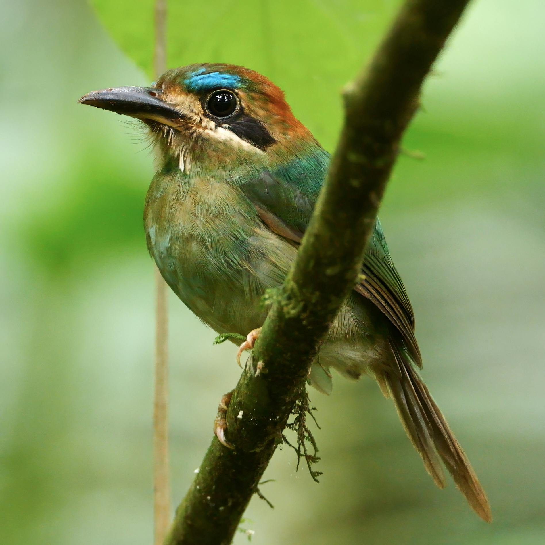 Tody Motmot