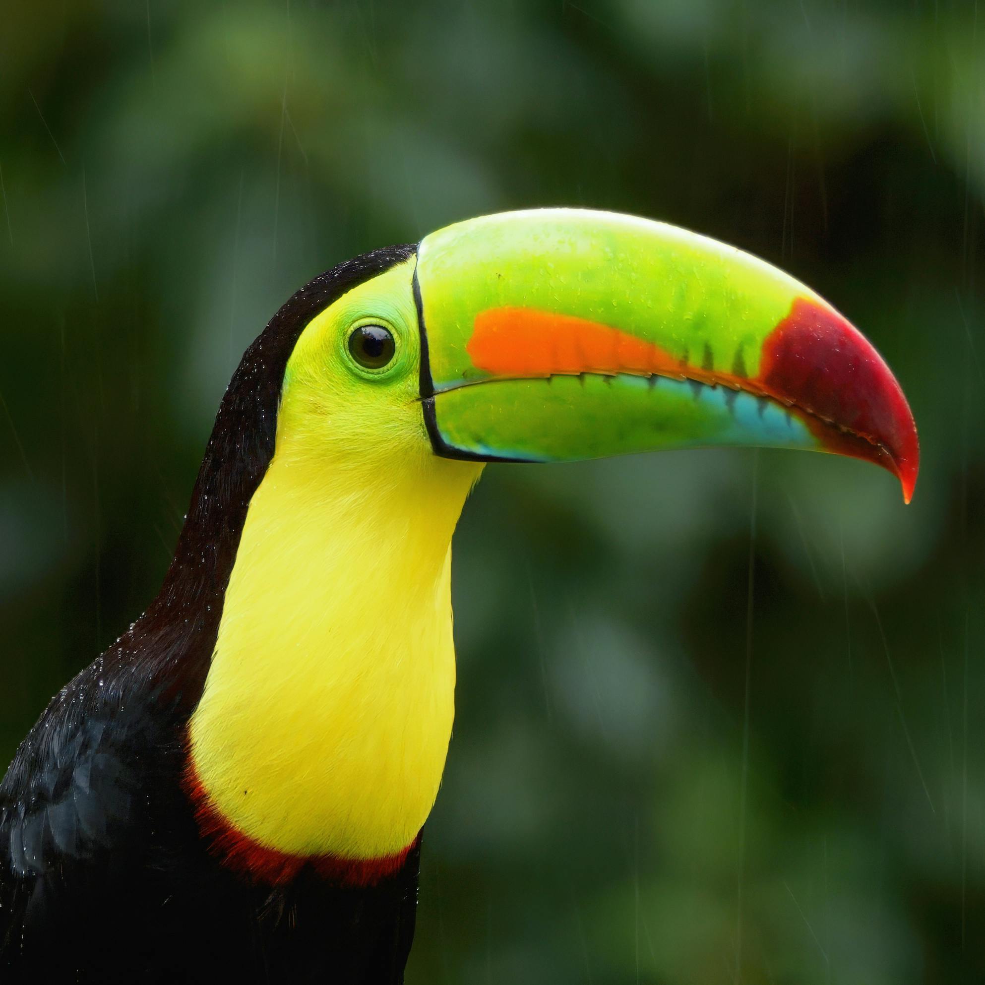 Keel-billed Toucan