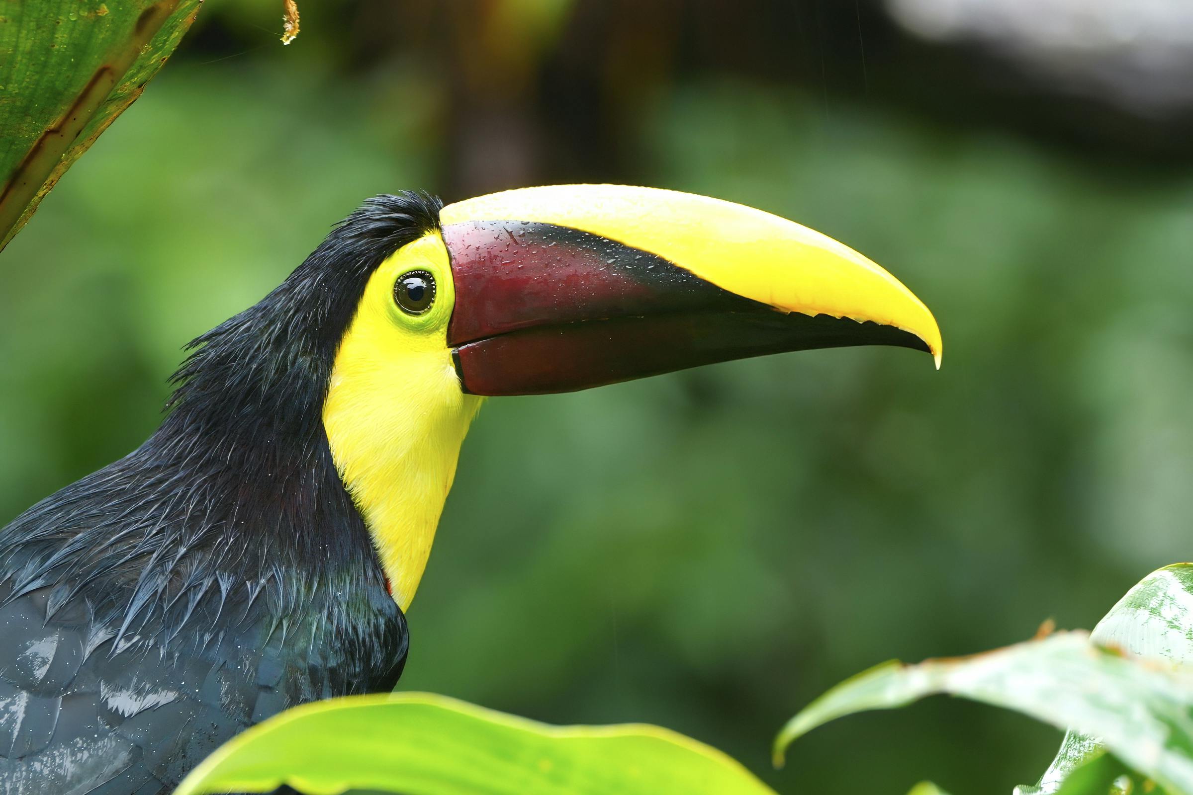 Yellow-throated Toucan